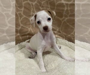 Chihuahua Dogs for adoption in Menifee, CA, USA