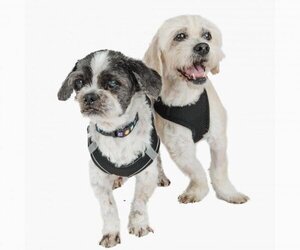Shih Tzu Dogs for adoption in San Francisco, CA, USA