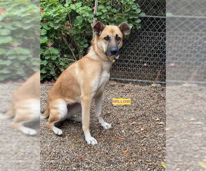 Mutt Dogs for adoption in Woodland Hills, CA, USA