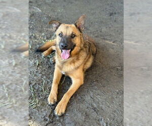 Mutt Dogs for adoption in Riverside, CA, USA