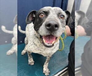 Mutt Dogs for adoption in Mobile, AL, USA