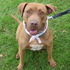 Small American Pit Bull Terrier-Labrador Retriever Mix