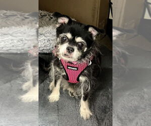 Chihuahua-Unknown Mix Dogs for adoption in Mundelein, IL, USA