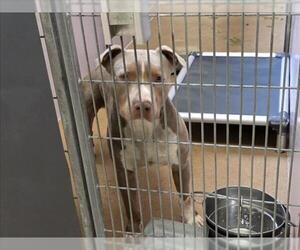 Mutt Dogs for adoption in Martinez, CA, USA