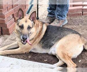German Shepherd Dog Dogs for adoption in Georgetown, TX, USA