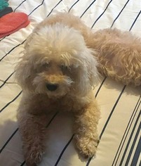 Poodle (Toy) Dogs for adoption in Rockaway, NJ, USA