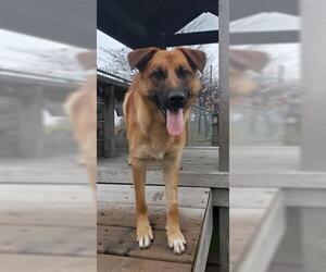 German Shepherd Dog Dogs for adoption in Toronto, Ontario, Canada