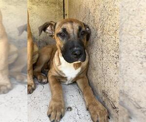 American Pit Bull Terrier-Black Mouth Cur Mix Dogs for adoption in Oklahoma City, OK, USA
