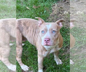 American Pit Bull Terrier Dogs for adoption in Tarboro, NC, USA