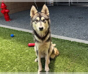 Siberian Husky-Unknown Mix Dogs for adoption in Moreno Valley, CA, USA