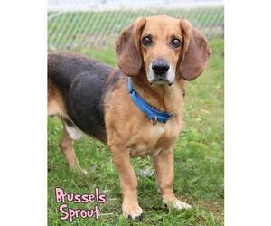 Basset Hound-Unknown Mix Dogs for adoption in Mason, MI, USA