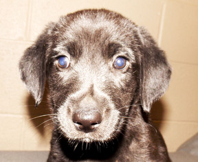 Medium Photo #1 Labrottie Puppy For Sale in Oxford, MS, USA