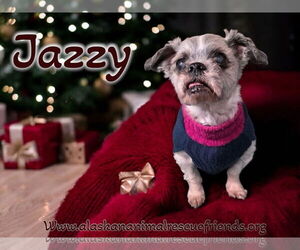 Shih Tzu-Unknown Mix Dogs for adoption in Anchorage, AK, USA