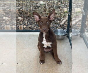 Labrador Retriever-Unknown Mix Dogs for adoption in Oak Bluffs, MA, USA