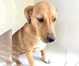 Carolina Dog-Unknown Mix Dogs for adoption in Houston, TX, USA