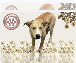 German Shepherd Dog-Siberian Husky Mix Dogs for adoption in HESPERIA, CA, USA