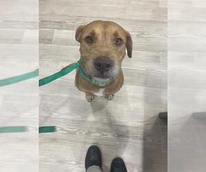 American Pit Bull Terrier-Unknown Mix Dogs for adoption in Pearland, TX, USA