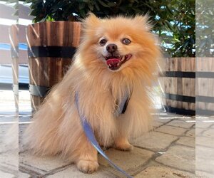 Pomeranian Dogs for adoption in Placentia, CA, USA