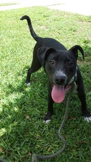 Small American Staffordshire Terrier-Catahoula Leopard Dog Mix