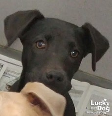 Labmaraner Dogs for adoption in Washington, DC, USA