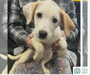 Mutt Dogs for adoption in Canton, CT, USA