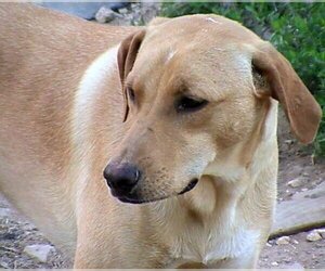 Labrador Retriever-Mountain Cur Mix Dogs for adoption in Harrison, AR, USA