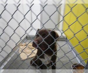 Sheprador Dogs for adoption in Temple, TX, USA