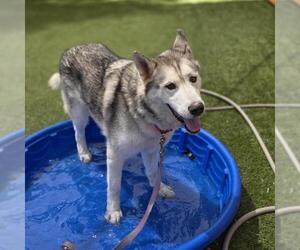 Siberian Husky-Unknown Mix Dogs for adoption in Las Vegas, NV, USA