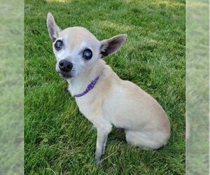 Chihuahua-Unknown Mix Dogs for adoption in Polson, MT, USA