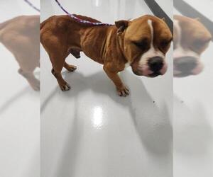 American Pit Bull Terrier Dogs for adoption in Temple, TX, USA