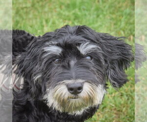 Maltichon Dogs for adoption in Huntley, IL, USA