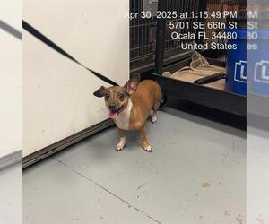 Chihuahua Dogs for adoption in Ocala, FL, USA
