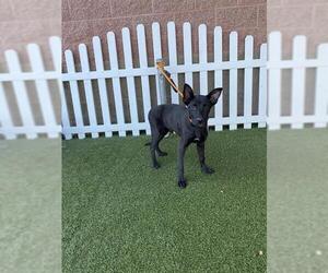 German Shepherd Dog-Unknown Mix Dogs for adoption in Modesto, CA, USA