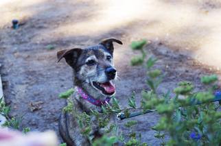 Mutt Dogs for adoption in Los Banos, CA, USA