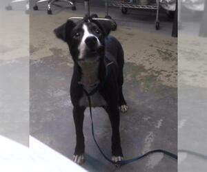 Pointer-Unknown Mix Dogs for adoption in Tallahassee, FL, USA