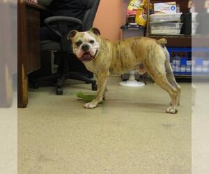 Bulldog Dogs for adoption in York, SC, USA