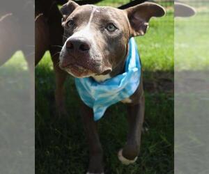 American Bulldog-Unknown Mix Dogs for adoption in San Antonio, TX, USA