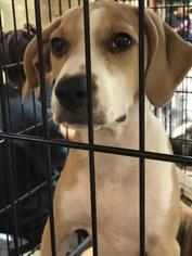 Jack-A-Bee Dogs for adoption in Pembroke, GA, USA