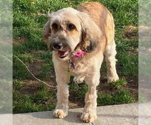 Cocker Spaniel Dogs for adoption in Madison, WI, USA