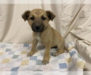 German Shepherd Dog-Unknown Mix Dogs for adoption in Modesto, CA, USA