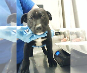 Labrador Retriever-Unknown Mix Dogs for adoption in Fayetteville, NC, USA