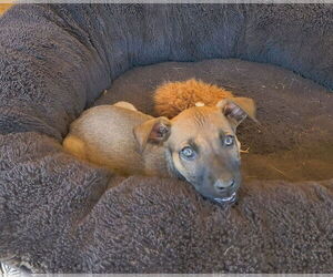 Mutt Dogs for adoption in Fallbrook, CA, USA