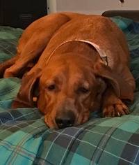Redbone Coonhound Dogs for adoption in Landenberg, PA, USA