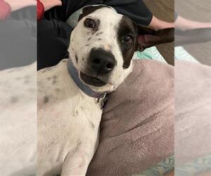 Catahoula Leopard Dog-Unknown Mix Dogs for adoption in San Antonio, TX, USA