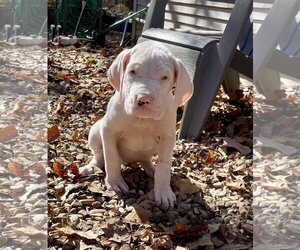 Great Dane Dogs for adoption in Hillsboro, MO, USA