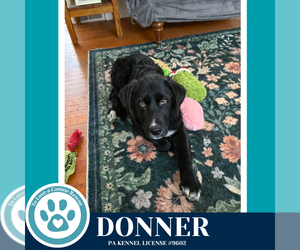 Labrenees Dogs for adoption in Kimberton, PA, USA