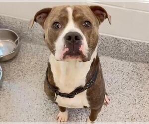 American Bulldog-Unknown Mix Dogs for adoption in Houston, TX, USA