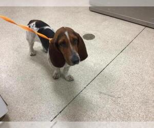 Basset Hound Dogs for adoption in Riverside, CA, USA
