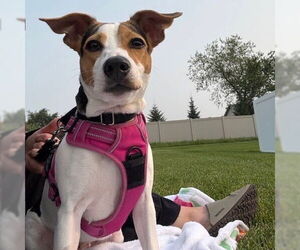 Rat Terrier-Unknown Mix Dogs for adoption in Fargo, ND, USA