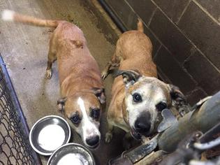 Boxador Dogs for adoption in Pierceton , IN, USA